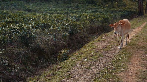 有关动物, 小牛, 步行的免费素材视频