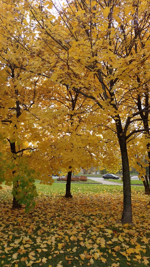有关垂直视频,树木,秋天的免费素材视频