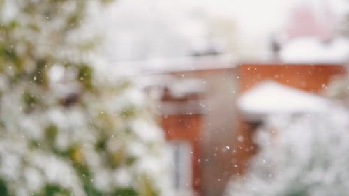 冬季从天上掉下来的雪 · 免费素材视频