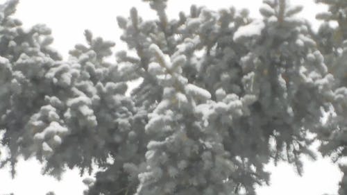 有关@户外, 下雪, 下雪的的免费素材视频