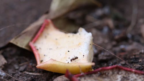 蚂蚁吃烂水果 · 免费素材视频