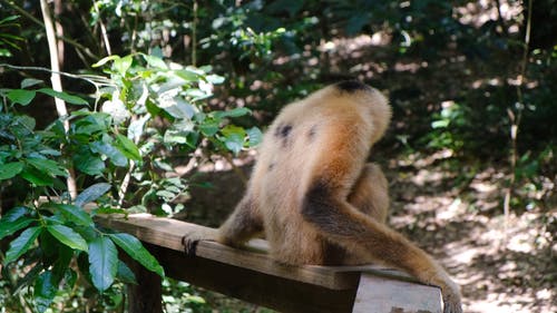 坐在木板上的猴子然后开始运行 · 免费素材视频