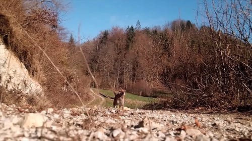 在蠕虫的眼睛视图中奔跑的狗的镜头 · 免费素材视频