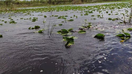 有关佛罗里达大沼泽地, 沼泽, 游泳的免费素材视频