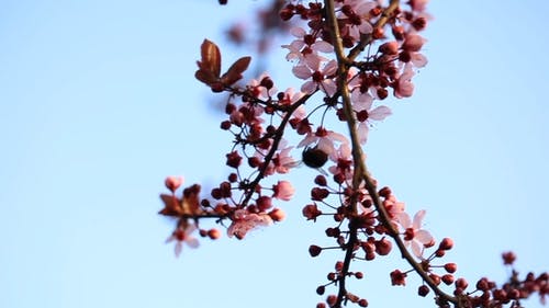 有关户外, 昆虫, 景深的免费素材视频