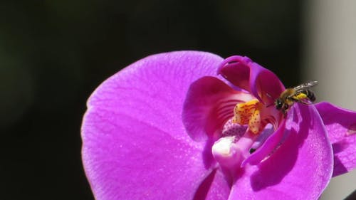 有关昆虫, 特写, 紫色小花的免费素材视频