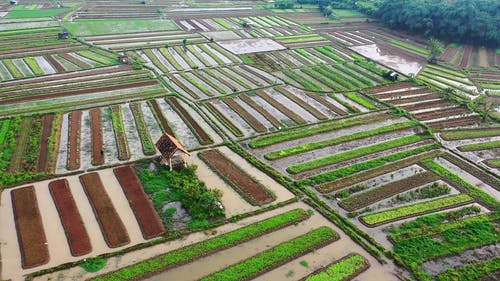 有关农业领域, 印尼, 户外的免费素材视频