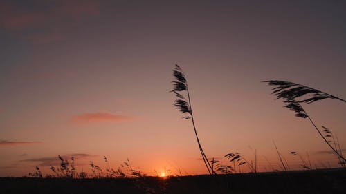 草在日出时在风中跳舞 · 免费素材视频