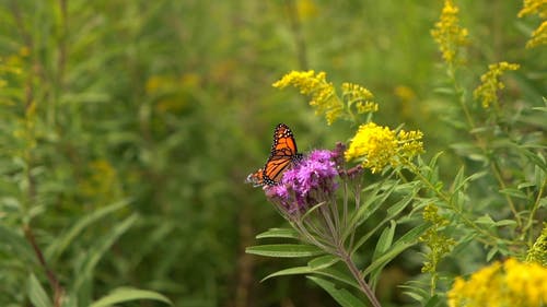 吃nektar的蝴蝶的镜头 · 免费素材视频
