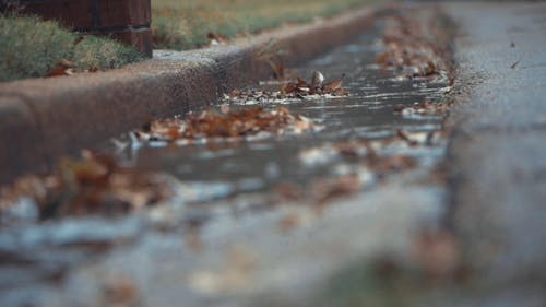 枫叶落在路边的水 · 免费素材视频