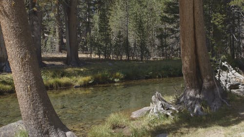 一条河，森林里有清澈的水 · 免费素材视频