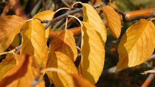 叶子的颜色随着秋天的季节而变化 · 免费素材视频