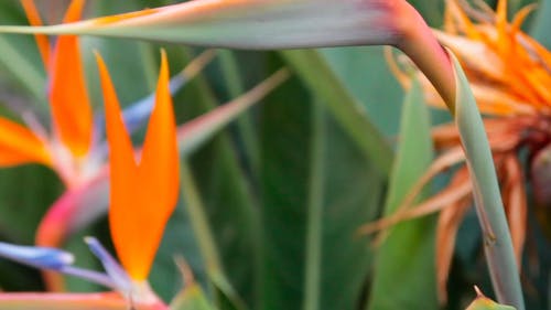 有关工厂, 极乐鸟, 植物群的免费素材视频