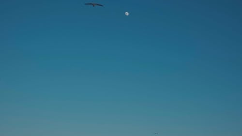 群海鸟在蓝天下飞翔 · 免费素材视频
