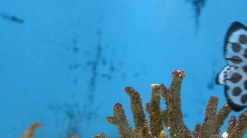 鱼在水族馆水下游泳 · 免费素材视频