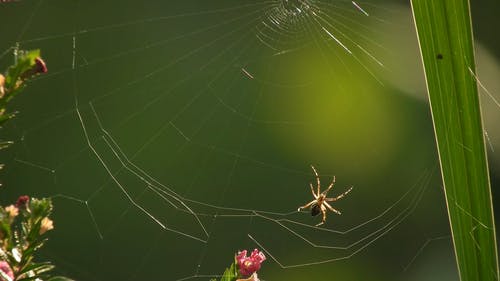 有关Web, 动物, 困住的免费素材视频