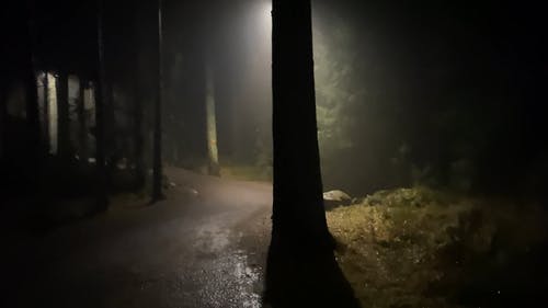 有关户外, 晚上, 森林的免费素材视频