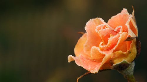 寒冷的天气里玫瑰植物上的霜 · 免费素材视频
