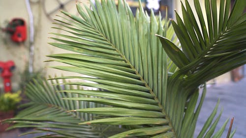 有关palma borboleta.dll, 前院, 园林植物的免费素材视频