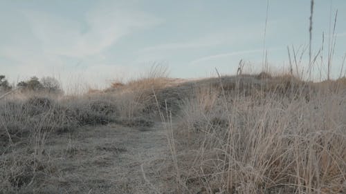 走在一条小径的死野草上 · 免费素材视频