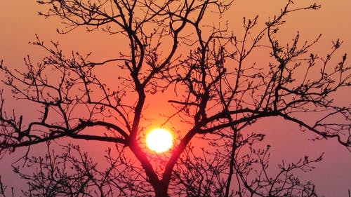 有关日落, 晴朗的天空, 树的免费素材视频