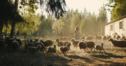 有关一群动物, 下田, 农家庭院的免费素材视频