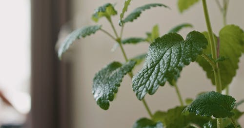 有关修剪花草, 喷雾瓶, 喷的免费素材视频