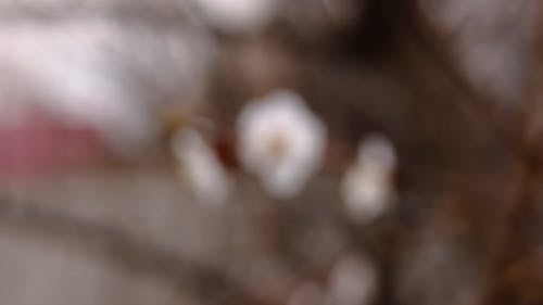 有关宏观, 小花, 工厂的免费素材视频