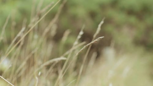 有关天性, 摇曳, 机架焦点的免费素材视频