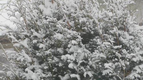 有关@户外, 下雪, 下雪的的免费素材视频