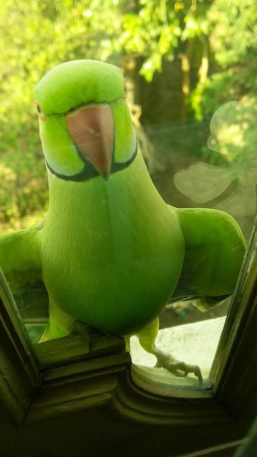 绿鹦鹉栖息在玻璃窗台上 · 免费素材视频
