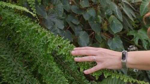 一个女人感到蕨类植物的叶子的质地 · 免费素材视频
