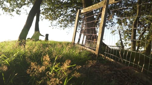 有关天性, 树干, 环境的免费素材视频