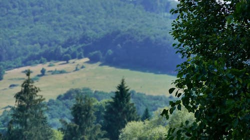 有关夏天, 天性, 景观的免费素材视频