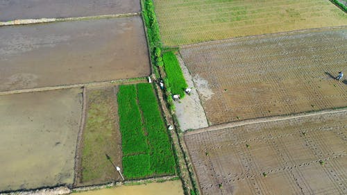 有关下田, 农业用地, 印尼的免费素材视频