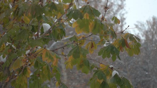 有关下雪, 冬季, 冷的免费素材视频