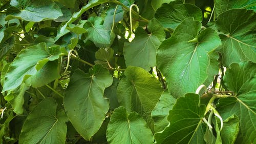 有关天性, 工厂, 户外的免费素材视频