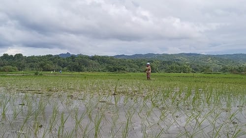 有关工作, 林场, 田的免费素材视频