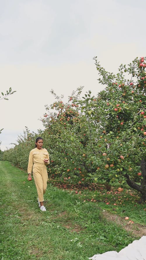 妇女吃新鲜采摘的苹果 · 免费素材视频