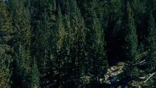 有关冷杉, 户外, 日光的免费素材视频