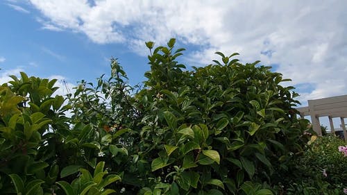 有关修剪花草, 园林植物, 增长的免费素材视频