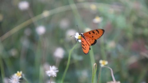 有关宏观, 昆虫, 棕色的蝴蝶的免费素材视频