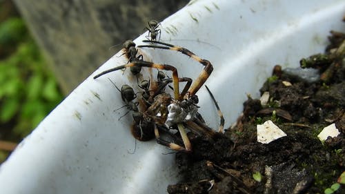 有关微距拍摄, 昆虫, 昆虫学的免费素材视频