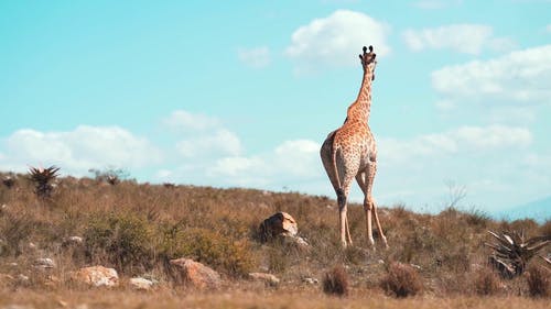 有关动物, 南非, 哺乳动物的免费素材视频