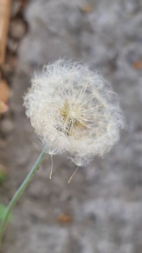 有关垂直视频, 植物群, 特写的免费素材视频