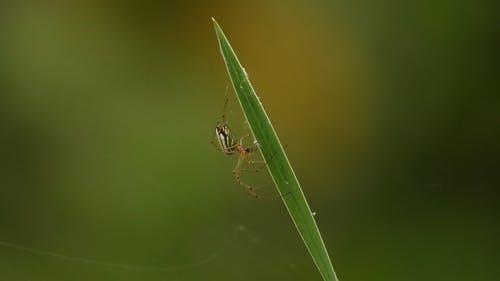有关户外, 模糊背景, 花园的免费素材视频