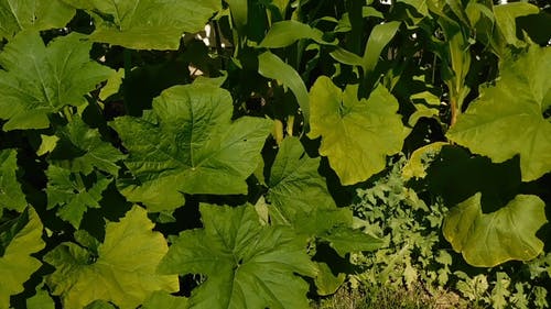 有关充满活力, 和平的, 天性的免费素材视频