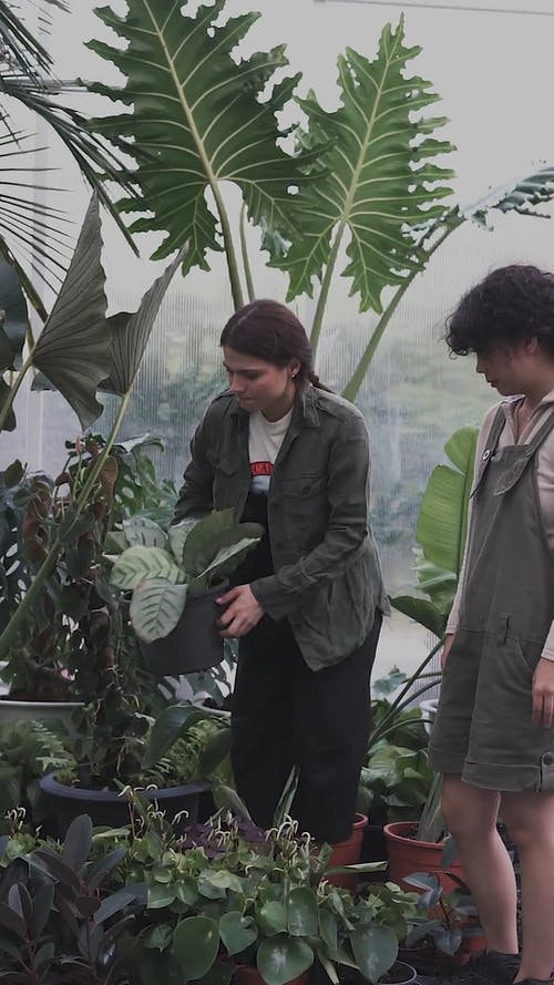 有关垂直视频, 女性, 悬挂植物的免费素材视频