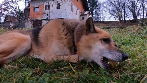 有关@户外, 享受, 伴侣的免费素材视频