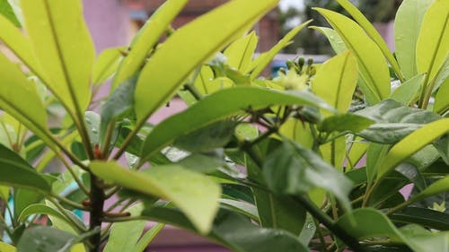 有关植物, 树叶, 水珠的免费素材视频